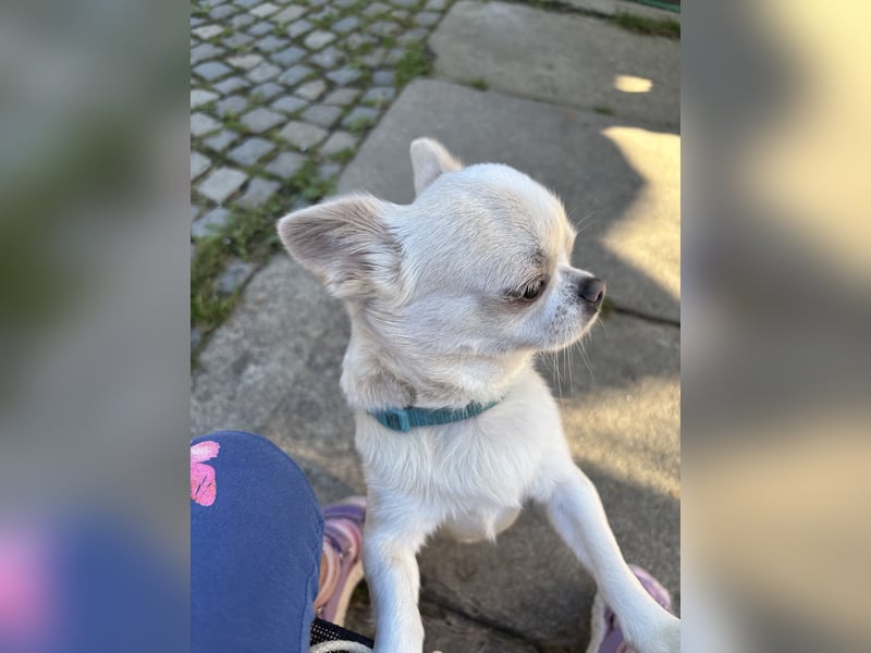 Liebe voller Chihuahua Rüde