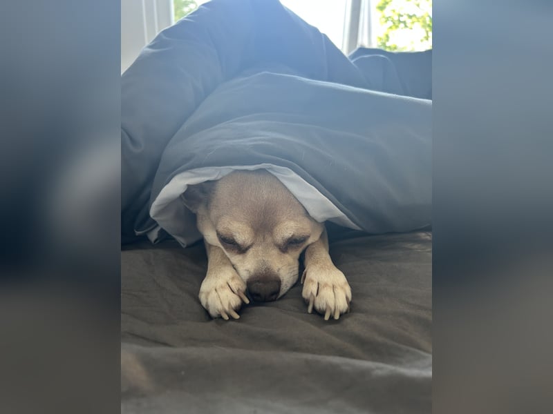 Chihuahua „Rio“ sucht liebevolles Für-Immer-Zuhause