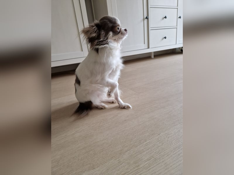 Chihuahua Weiß Lilac