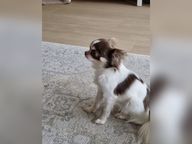 Chihuahua Weiß Lilac