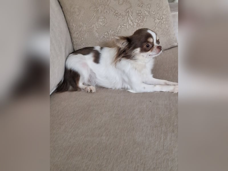 Chihuahua Weiß Lilac