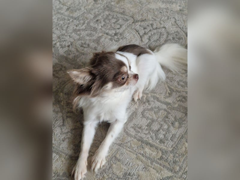 Chihuahua Weiß Lilac