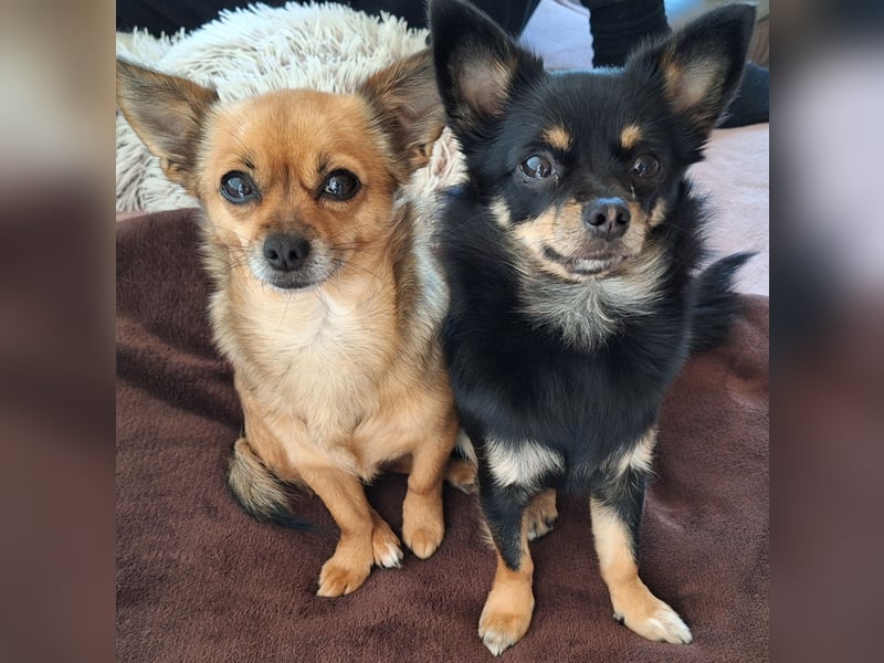 Chihuahua Hündinnen (Mutter und Tochter)