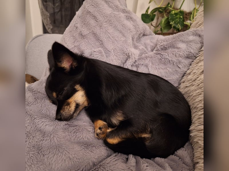 Chihuahua Hündinnen (Mutter und Tochter)