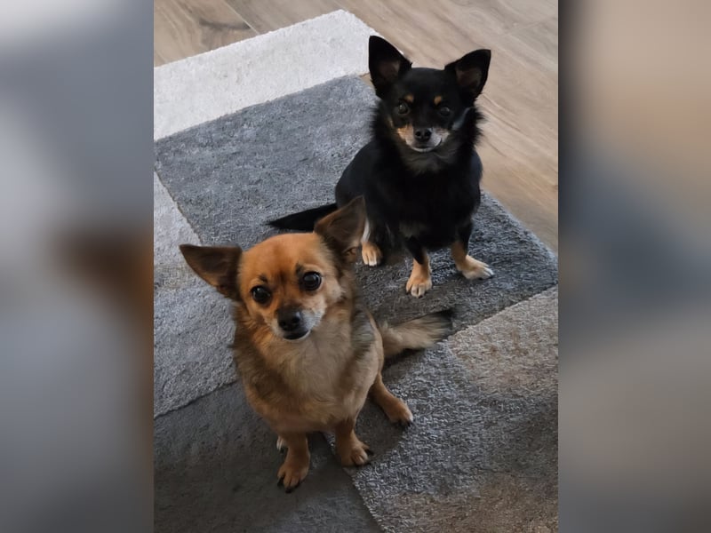 Chihuahua Hündinnen (Mutter und Tochter)