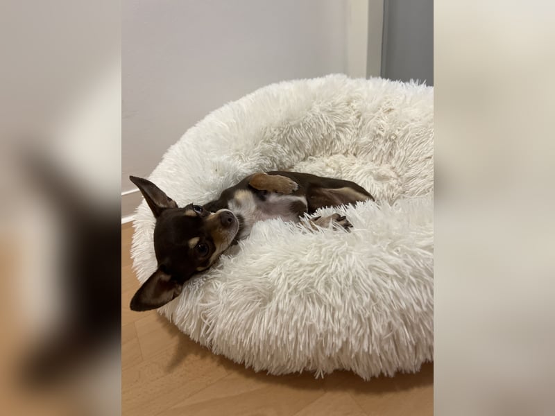 Chihuahua Hündin sucht ihr FÜR IMMER ZUHAUSE