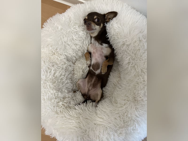 Chihuahua Hündin sucht ihr FÜR IMMER ZUHAUSE