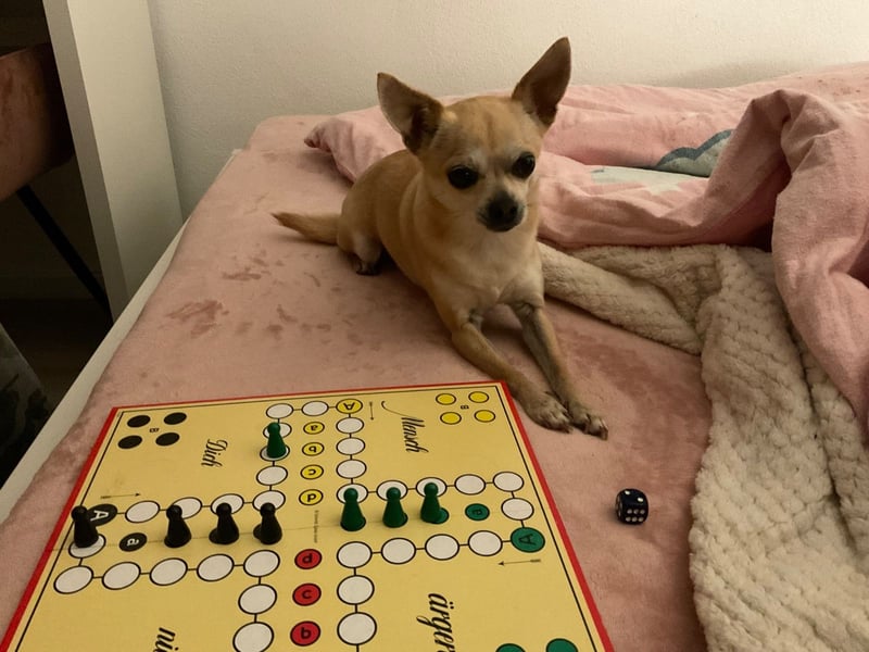 Chihuahua