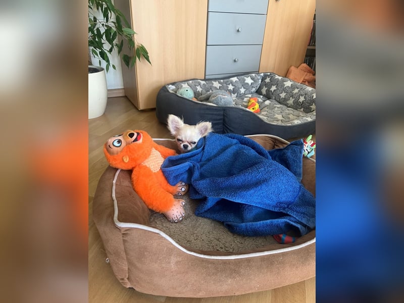 Reinrassiger Langhaar-Chihuahua „Pegasus“ – liebevoller Familienhund sucht neues Zuhause
