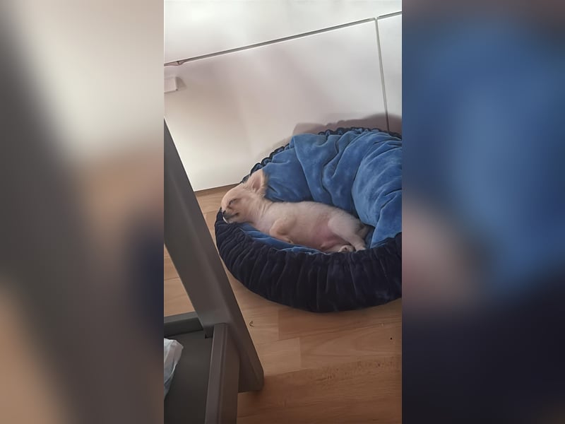 Reinrassiger Langhaar-Chihuahua „Pegasus“ – liebevoller Familienhund sucht neues Zuhause