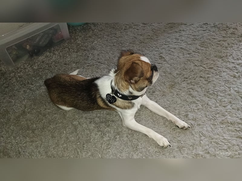 Reinrassiger Chihuahua Rüde