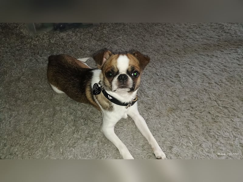 Reinrassiger Chihuahua Rüde