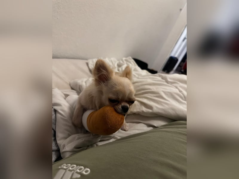 Reinrassiger Langhaar-Chihuahua „Pegasus“ – liebevoller Familienhund sucht neues Zuhause