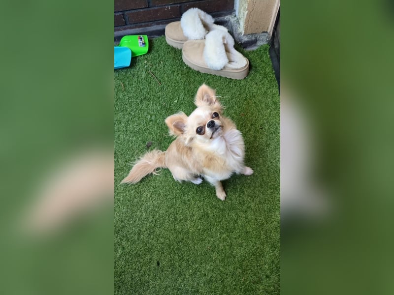 Reinrassiger Langhaar-Chihuahua „Pegasus“ – liebevoller Familienhund sucht neues Zuhause