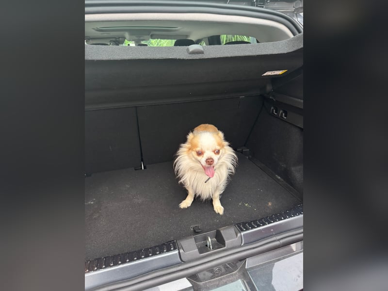 Chihuahua 9 Jahre Rüde intakt sucht neues zu Hause