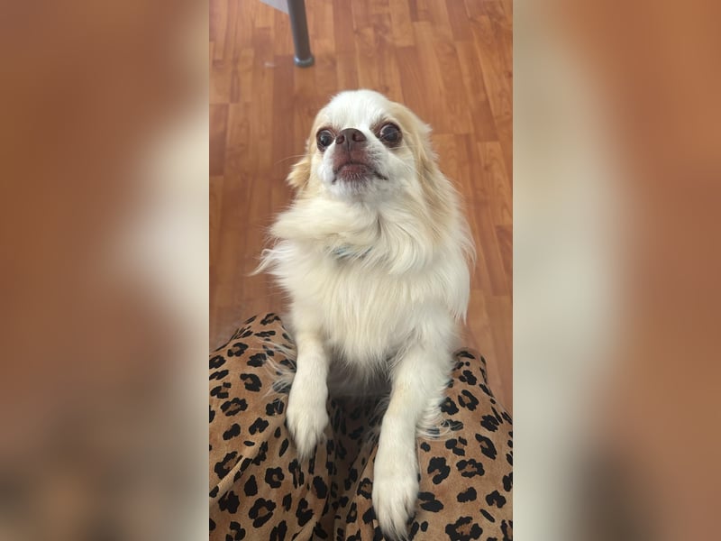 Chihuahua 9 Jahre Rüde intakt sucht neues zu Hause