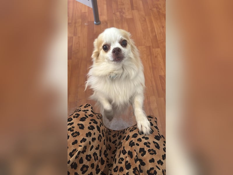 Chihuahua 9 Jahre Rüde intakt sucht neues zu Hause