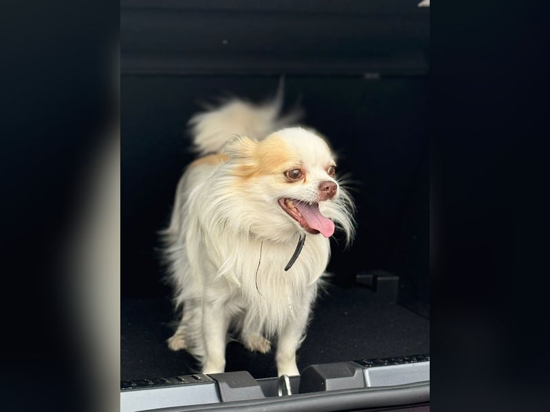 Chihuahua 9 Jahre Rüde intakt sucht neues zu Hause