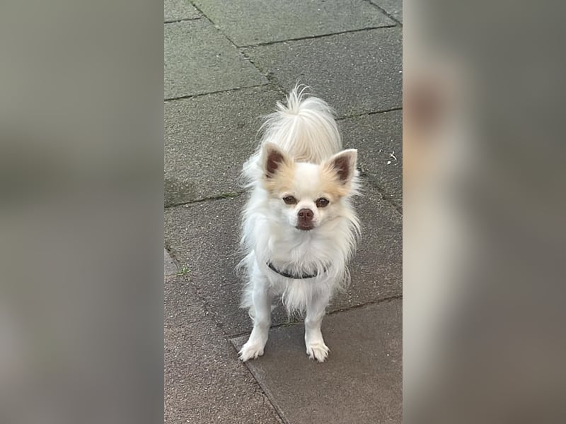 Chihuahua 9 Jahre Rüde intakt sucht neues zu Hause