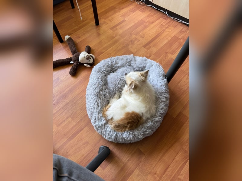 Chihuahua 9 Jahre Rüde intakt sucht neues zu Hause