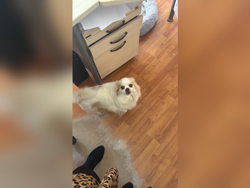 Chihuahua 9 Jahre Rüde intakt sucht neues zu Hause