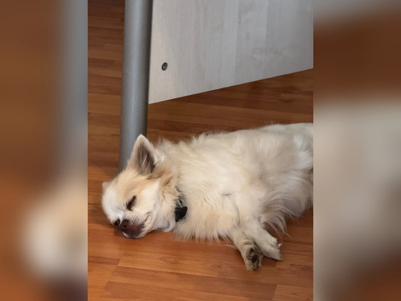 Chihuahua 9 Jahre Rüde intakt sucht neues zu Hause