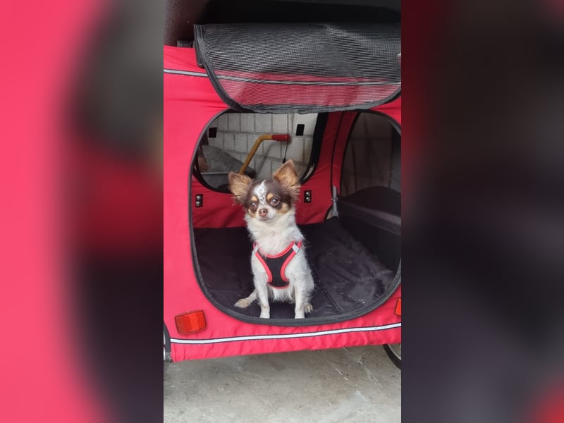 Langhaar-Chihuahua Hündin