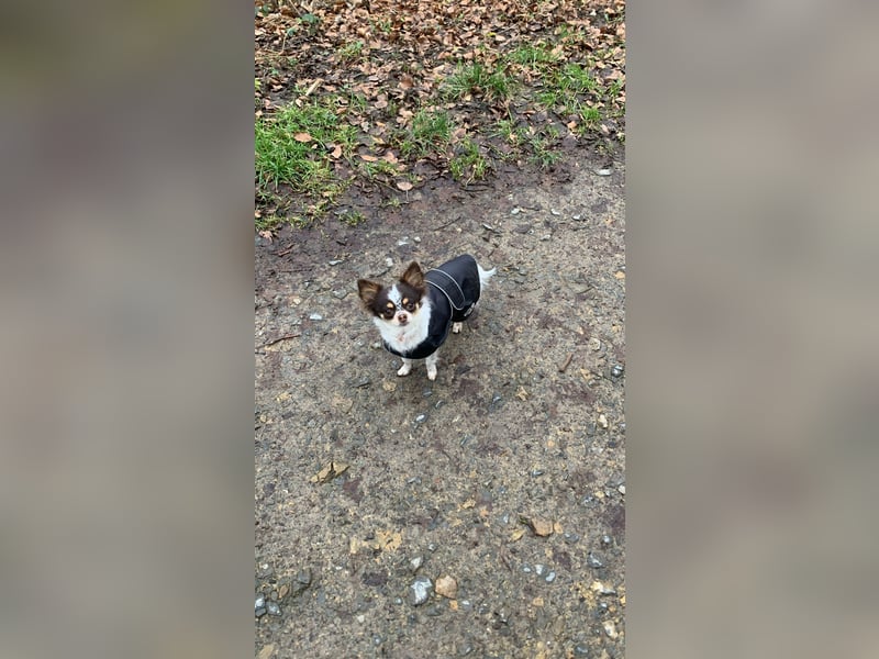 Langhaar-Chihuahua Hündin