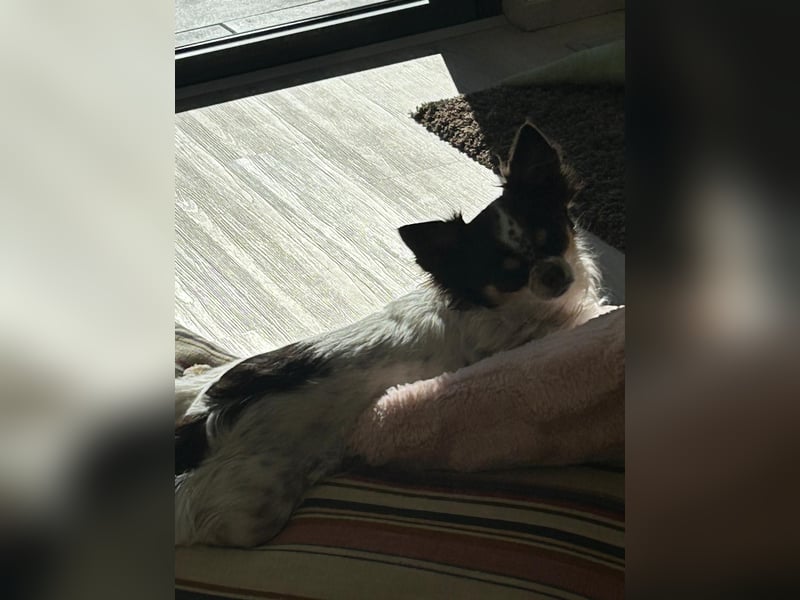 Langhaar-Chihuahua Hündin