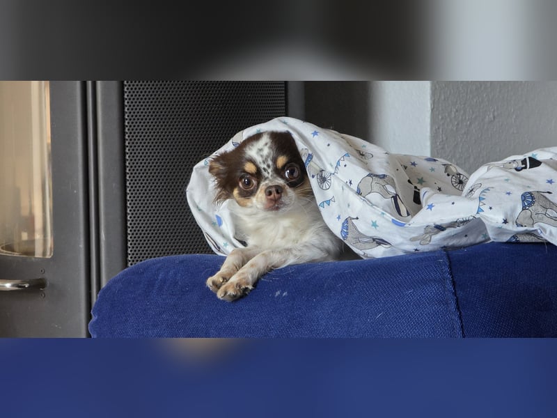Langhaar-Chihuahua Hündin