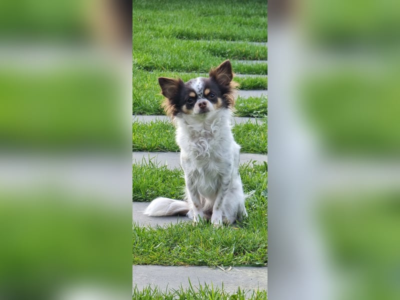 Langhaar-Chihuahua Hündin