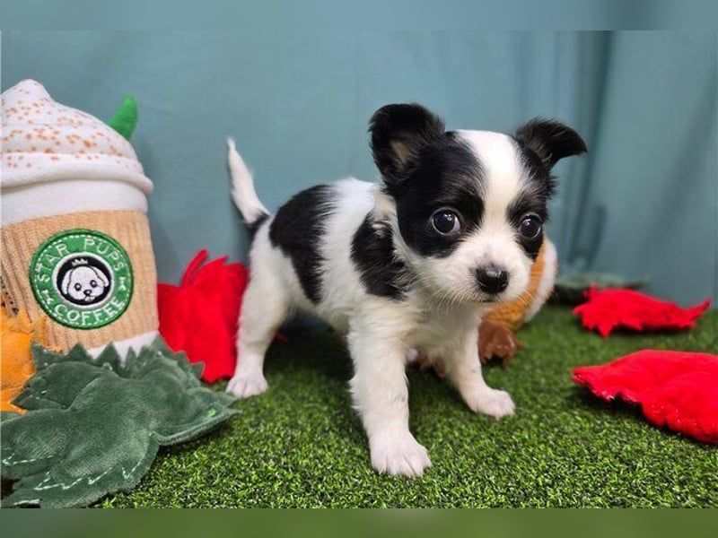 Chihuahua  Hündin – geimpft, entwurmt, gechipt, mit EU-Heimtierausweis