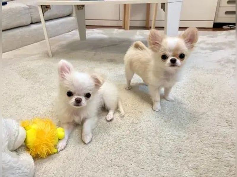 Chihuahua  Hündin – geimpft, entwurmt, gechipt, mit EU-Heimtierausweis