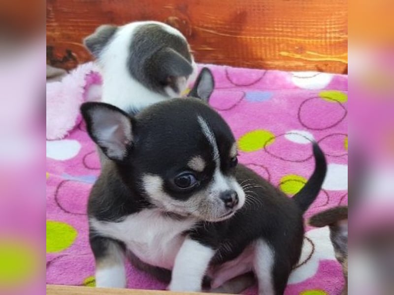 Chihuahua  Hündin – geimpft, entwurmt, gechipt, mit EU-Heimtierausweis