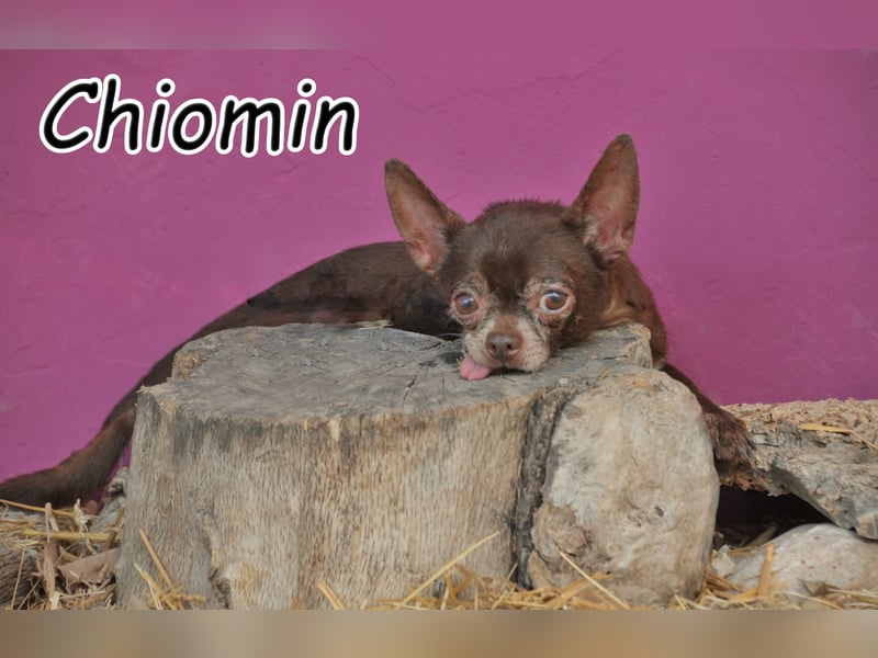 Möchtest du Chiomin zeigen, dass auch für ihn noch ein schönes Kapitel beginnen kann?