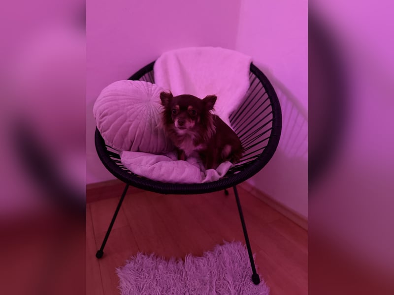 Langhaar - Chihuahuahündin
