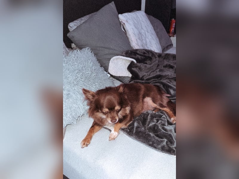 Langhaar - Chihuahuahündin