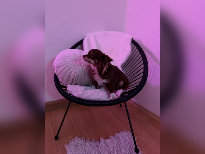 Langhaar - Chihuahuahündin
