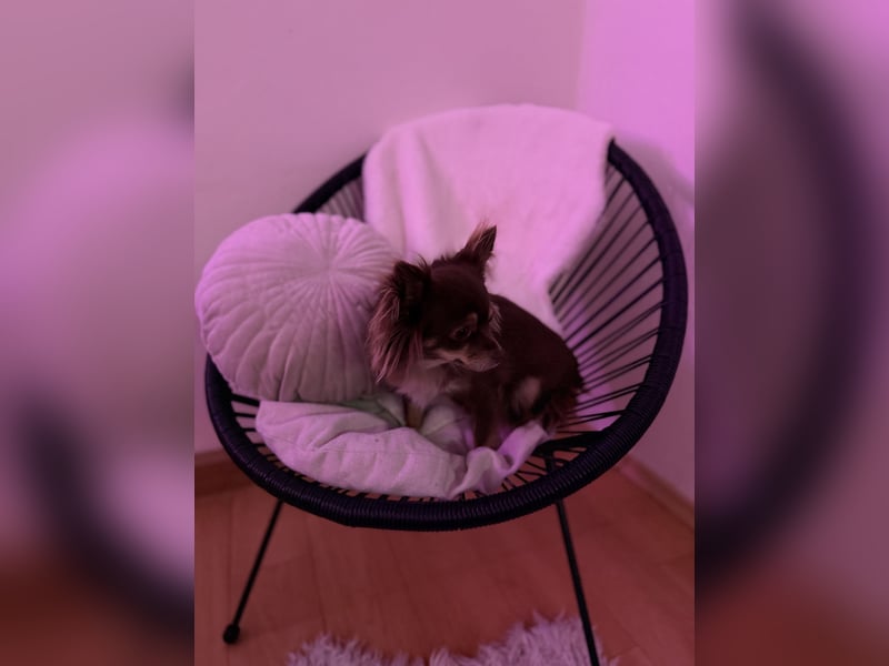 Langhaar - Chihuahuahündin