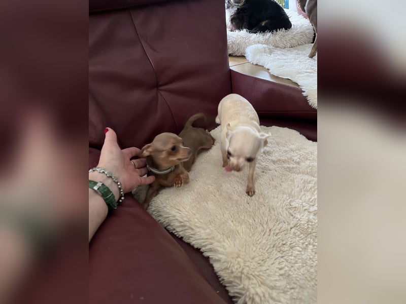 Suche wirklich kleinen Chihuahua Suche wirklich kleinen Chihuahua