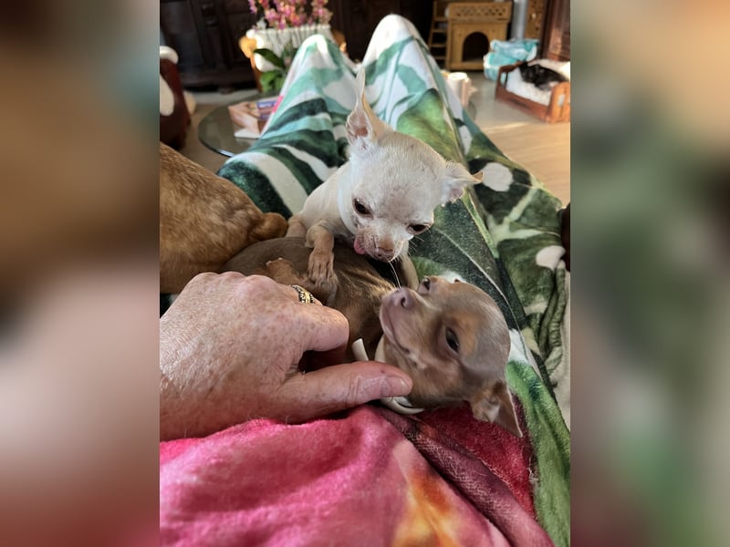 Suche wirklich kleinen Chihuahua Suche wirklich kleinen Chihuahua