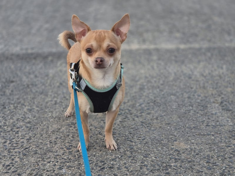 Wunderschöner Chihuahua Deckrüde