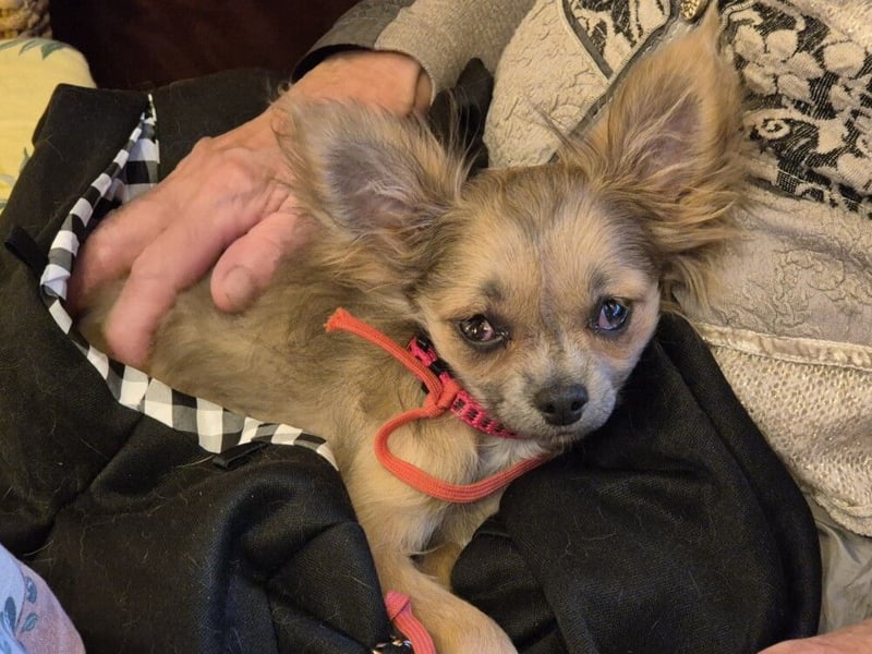 Klein Tommy - liebt Kuscheln und Streicheleinheiten - Tierhilfe Franken e.V.
