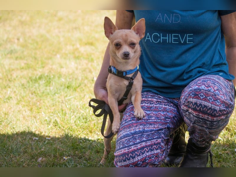 Madita - liebt Kuscheln und Spielen - Tierhilfe Franken e.V.