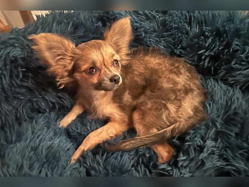 Klein Tommy - liebt Kuscheln und Streicheleinheiten - Tierhilfe Franken e.V.