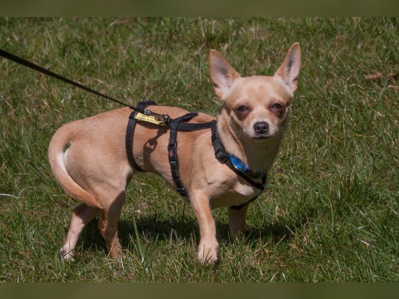 Madita - liebt Kuscheln und Spielen - Tierhilfe Franken e.V.