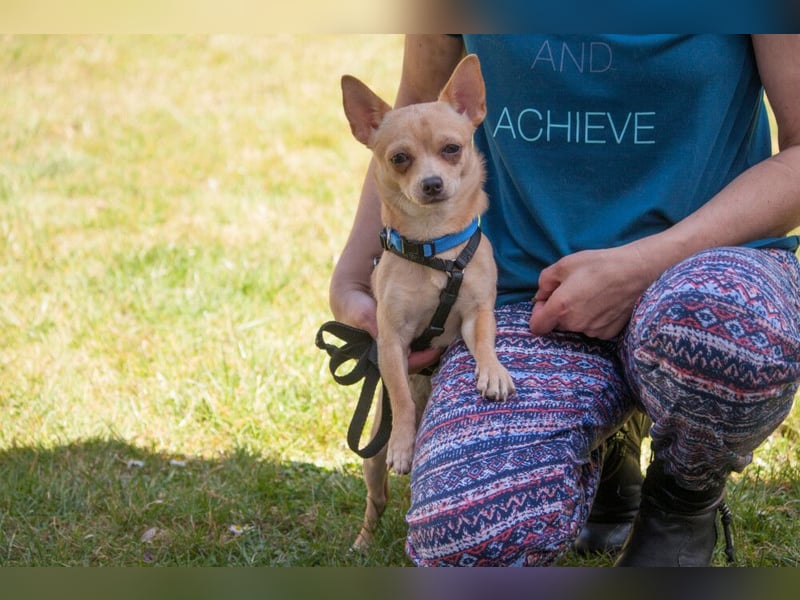 Madita - liebt Kuscheln und Spielen - Tierhilfe Franken e.V.