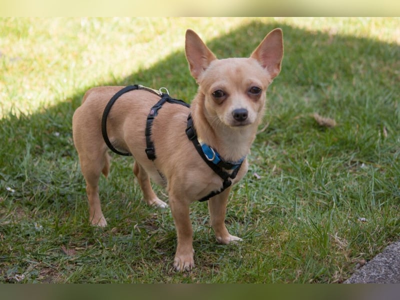 Madita - liebt Kuscheln und Spielen - Tierhilfe Franken e.V.