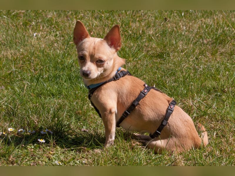 Madita - liebt Kuscheln und Spielen - Tierhilfe Franken e.V.