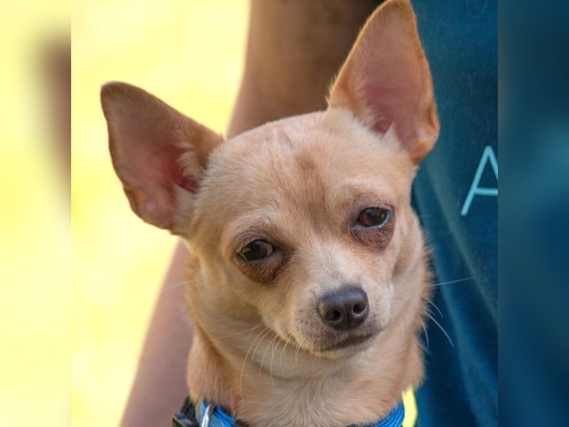 Madita - liebt Kuscheln und Spielen - Tierhilfe Franken e.V.